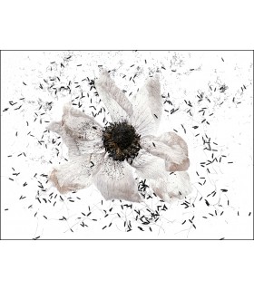 Fleur blanche by Dimitri Tolstoï