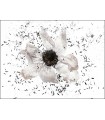 Fleur blanche par Dimitri Tolstoï
