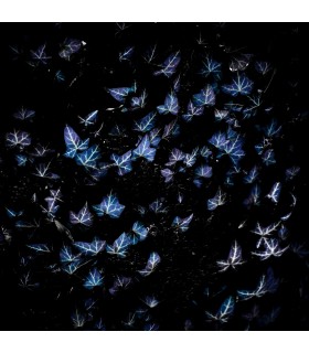 Butterflies by Giles Daoust