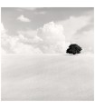 The lonely tree by Kasra